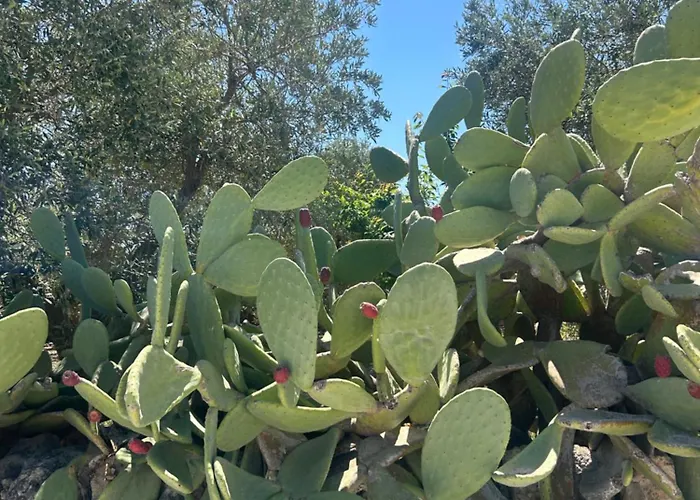 Il Trullo Dell'aia - * 오스투니