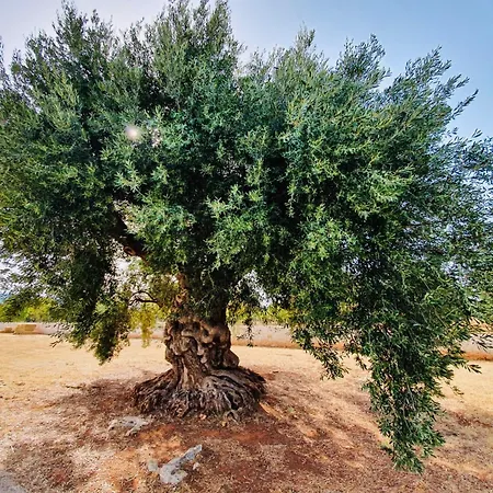 Il Trullo Dell'aia - 别墅 *