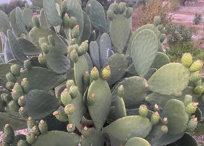 Il Trullo Dell'aia - Villa